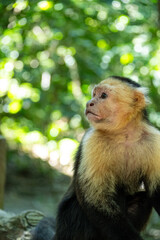 Mittelamerika Honduras, El Salvador, Wilde Tiere, Natur, Pflanzen, Reisen, Travel
