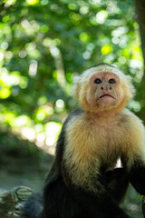Mittelamerika Honduras, El Salvador, Wilde Tiere, Natur, Pflanzen, Reisen, Travel