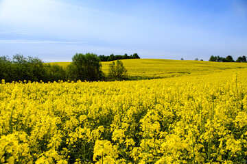 Obraz premium Blooming yellow rapeseed field photographed during a beautiful spring day