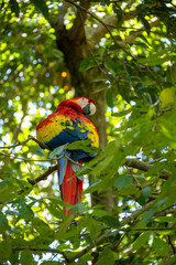 Mittelamerika Honduras, El Salvador, Wilde Tiere, Natur, Pflanzen, Reisen, Travel