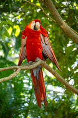 Mittelamerika Honduras, El Salvador, Wilde Tiere, Natur, Pflanzen, Reisen, Travel