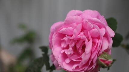 pink rose flower