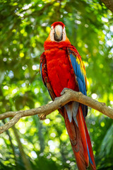 Mittelamerika Honduras, El Salvador, Wilde Tiere, Natur, Pflanzen, Reisen, Travel