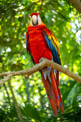 Mittelamerika Honduras, El Salvador, Wilde Tiere, Natur, Pflanzen, Reisen, Travel