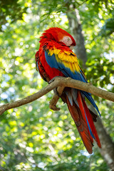 Mittelamerika Honduras, El Salvador, Wilde Tiere, Natur, Pflanzen, Reisen, Travel