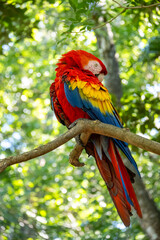 Mittelamerika Honduras, El Salvador, Wilde Tiere, Natur, Pflanzen, Reisen, Travel