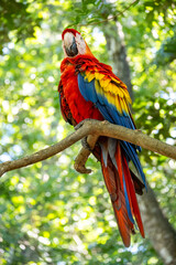Mittelamerika Honduras, El Salvador, Wilde Tiere, Natur, Pflanzen, Reisen, Travel