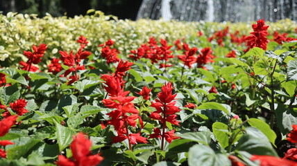 red and yellow tulips