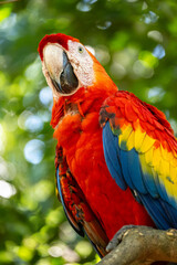 Mittelamerika Honduras, El Salvador, Wilde Tiere, Natur, Pflanzen, Reisen, Travel