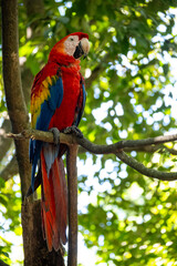 Mittelamerika Honduras, El Salvador, Wilde Tiere, Natur, Pflanzen, Reisen, Travel