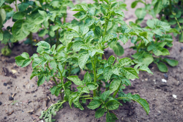 ziemniaki,sadzeniaki  © Marcin Łazarczyk