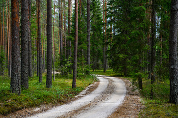 Forest gravel road, Estonia