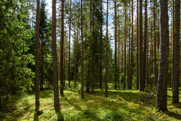 Pine forest on a beautiful sunny summer day in Estonia