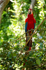 Mittelamerika Honduras, El Salvador, Wilde Tiere, Natur, Pflanzen, Reisen, Travel