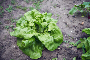 Sałata siewna, Lactuca sativa L. © Marcin Łazarczyk