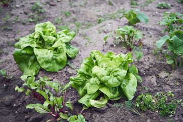 Sałata siewna, Lactuca sativa L. © Marcin Łazarczyk