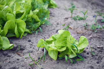 Sałata siewna, Lactuca sativa L. © Marcin Łazarczyk