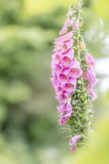 roter Fingerhut (Digitalis purpurea) im Gegenlicht mit schönem Bokeh