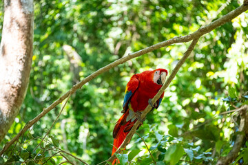 Mittelamerika Honduras, El Salvador, Wilde Tiere, Natur, Pflanzen, Reisen, Travel