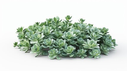 Fototapeta premium sedum rupestre bush isolated on white background succulent plant 3d illustration