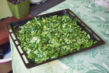 Lubczyk ogrodowy, Levisticum officinale W.D.J. Koch © Marcin Łazarczyk