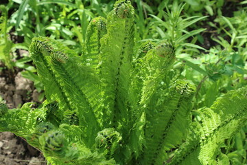 Young shoots of garden ferns. Twisted leaves of decorative ferns in the garden.