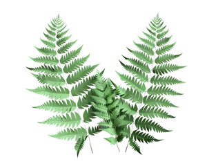 Obraz premium Two lush green fern fronds isolated on a black background. The fronds are symmetrical and have a delicate texture.