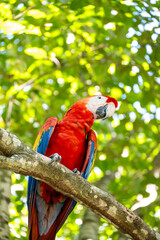 Mittelamerika Honduras, El Salvador, Wilde Tiere, Natur, Pflanzen, Reisen, Travel