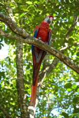 Mittelamerika Honduras, El Salvador, Wilde Tiere, Natur, Pflanzen, Reisen, Travel