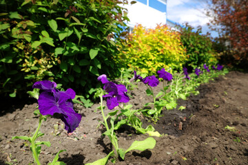 A row of purple flowers are planted in a garden. The flowers are in full bloom and are surrounded by green bushes. The garden is well-maintained and has a peaceful, serene atmosphere