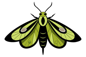 Moth  vector artwork and illustration svg fine