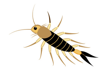 Silverfish insect vector artwork and illustration