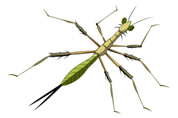 Stick  insect vector artwork and illustration