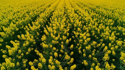 Obraz premium Field of bright yellow canola