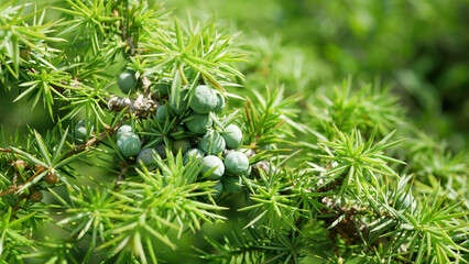Juniper Juniperus communis common fruits berry unripe fruit green quality natural plant mature berries purple for the production of quality alcoholic beverages Gin is liquor, herbal medicine borovicka