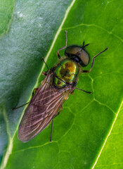 Broad Centurion Fly on green leaf