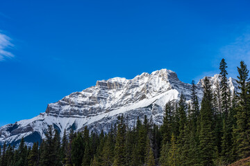 Green pine tree forest and snow-covered mountain. Blue sky and white clouds in the background. Beautiful natural scenery.