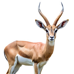 a single gazelle standing against a white background. The gazelle has curved horns, large ears, and...