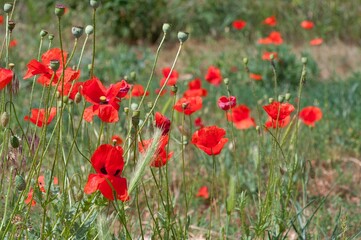 Bright red poppies in a meadow, their delicate petals standing out against a blurred background.