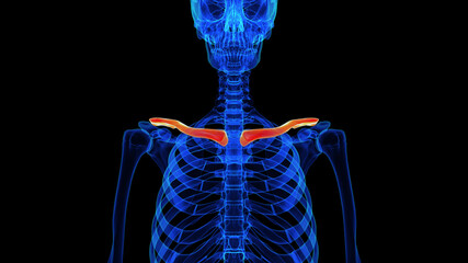 Clavicle bone anatomy for medical concept 3D rendering