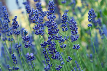 Fototapeta premium Close-up of blooming lavender flowers with a blurred green background