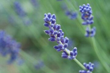 purple lavender flowers in full bloom against a soft green and light blue background