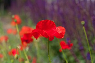 Bright red poppies with selective focus against a vibrant background of purple sage.