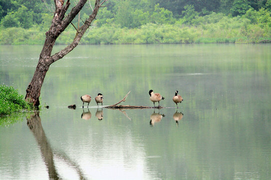Four geese peening standing on a fallen tree in the water. Mohawk Park Tulsa, Oklahoma.