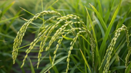 The rice ears display ripe and attractive green grains