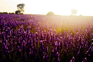 high contrast view of a lavender field with the sun in front