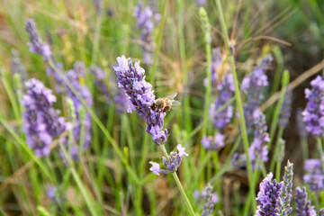 Obraz premium bee on a lavender grass