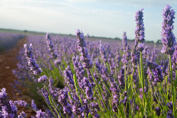 Obraz premium lavender detail on blurred background of clouds and clearings