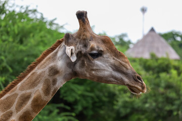 Close up  head giraffe in the garden