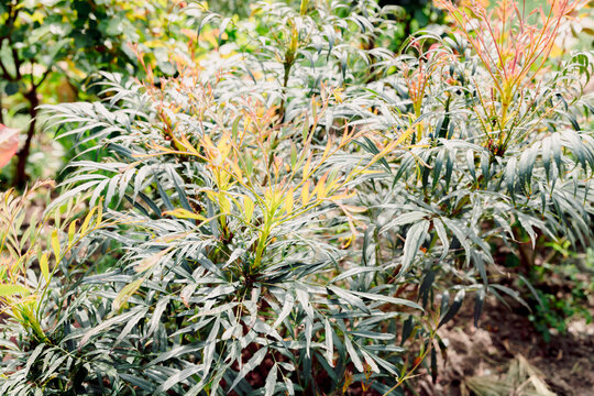 Mahonia narihira bush in spring time, close up view